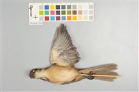 藏品(紅尾伯勞)的圖片